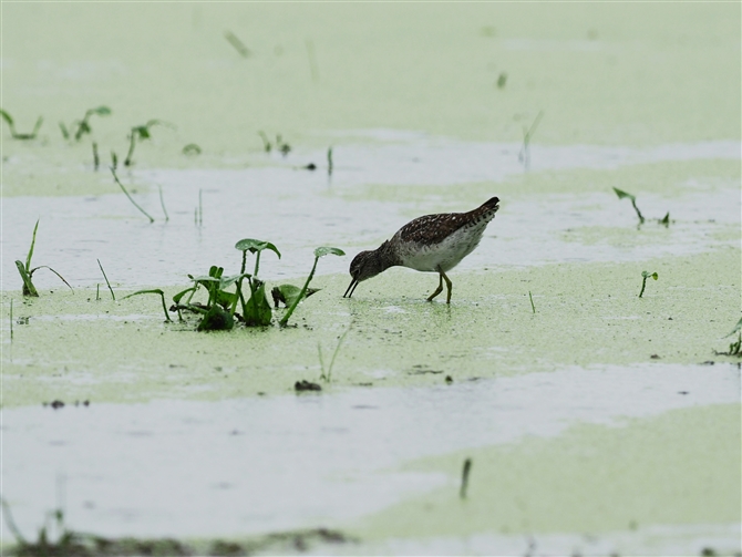 ^JuVM,Wood Sandpiper